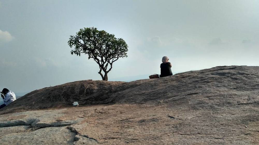 Anjanadri hill tree