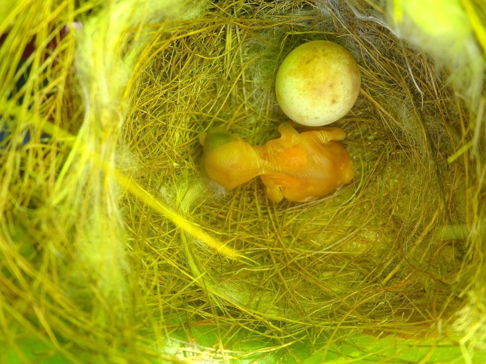 Bird Nest
