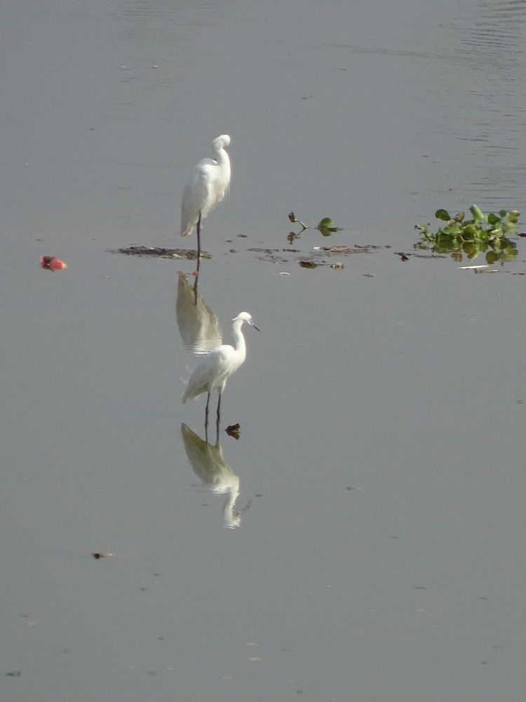Heron