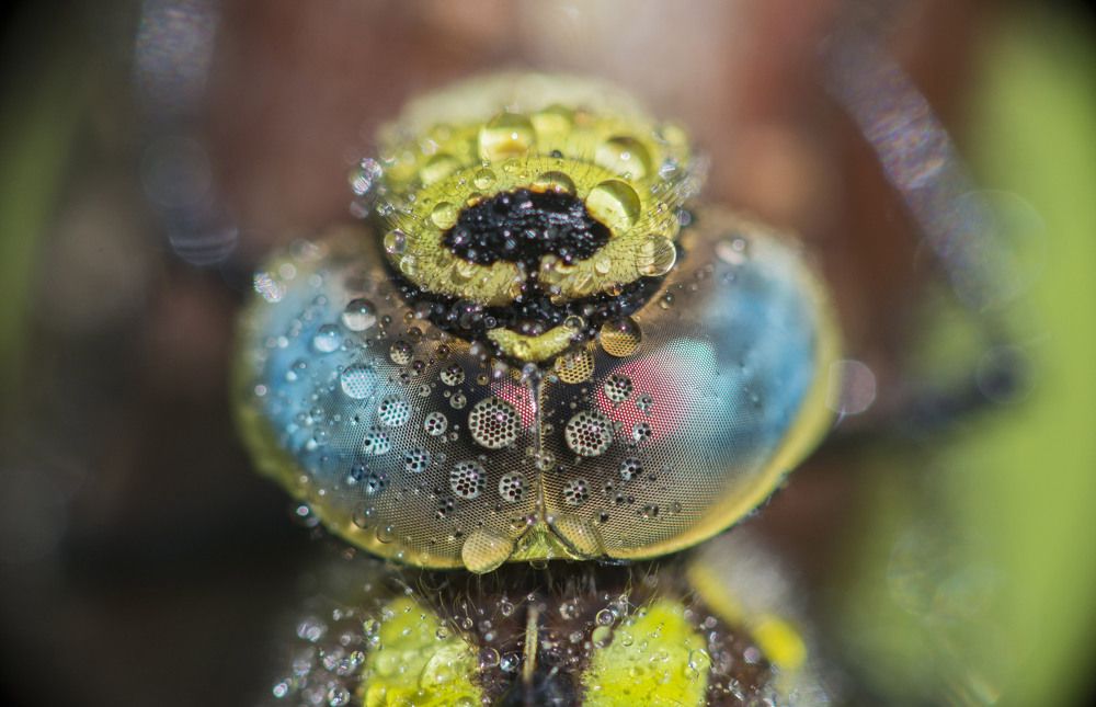 Eyes of the dragonfly