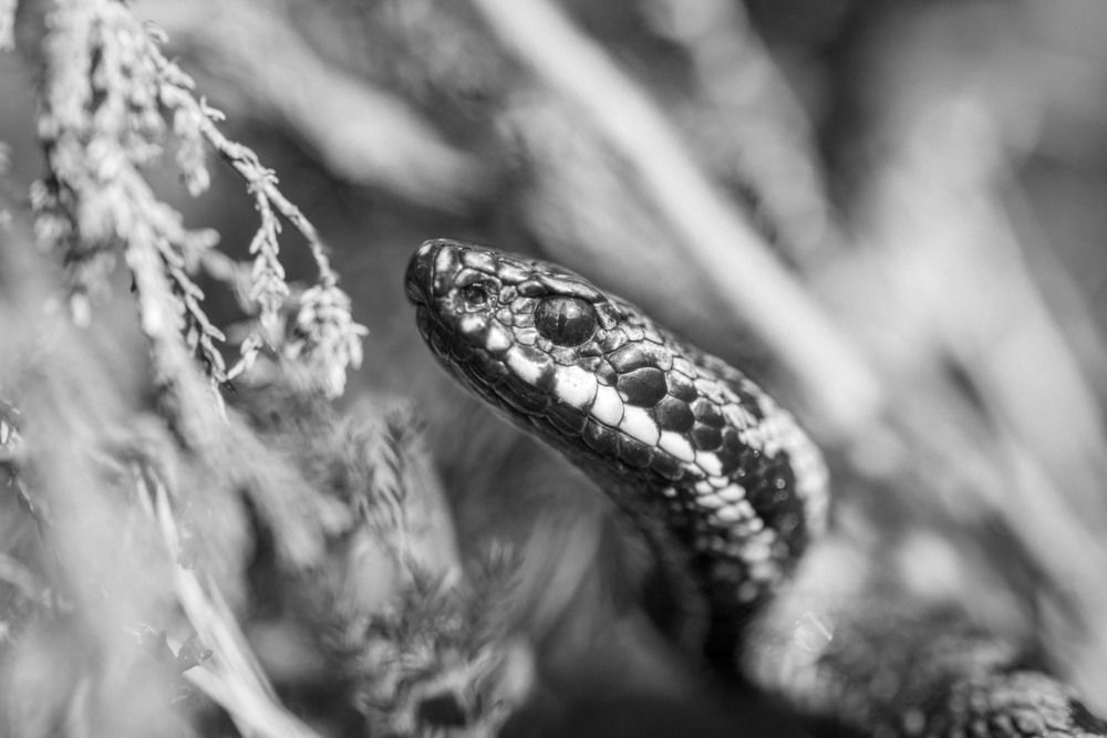 A portrait of a viper