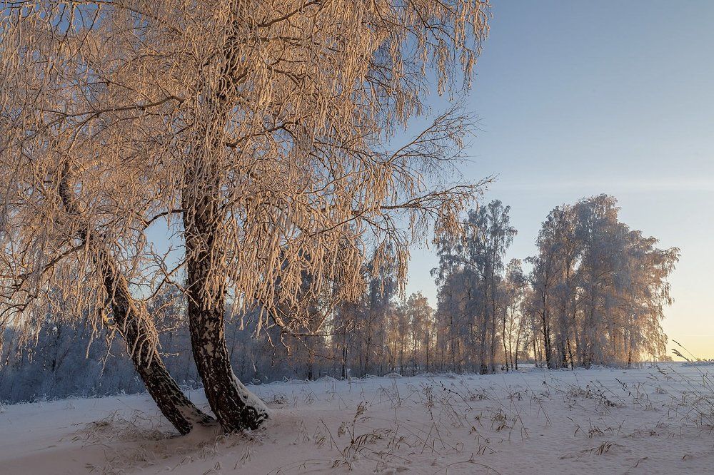 Зимнее золото берез