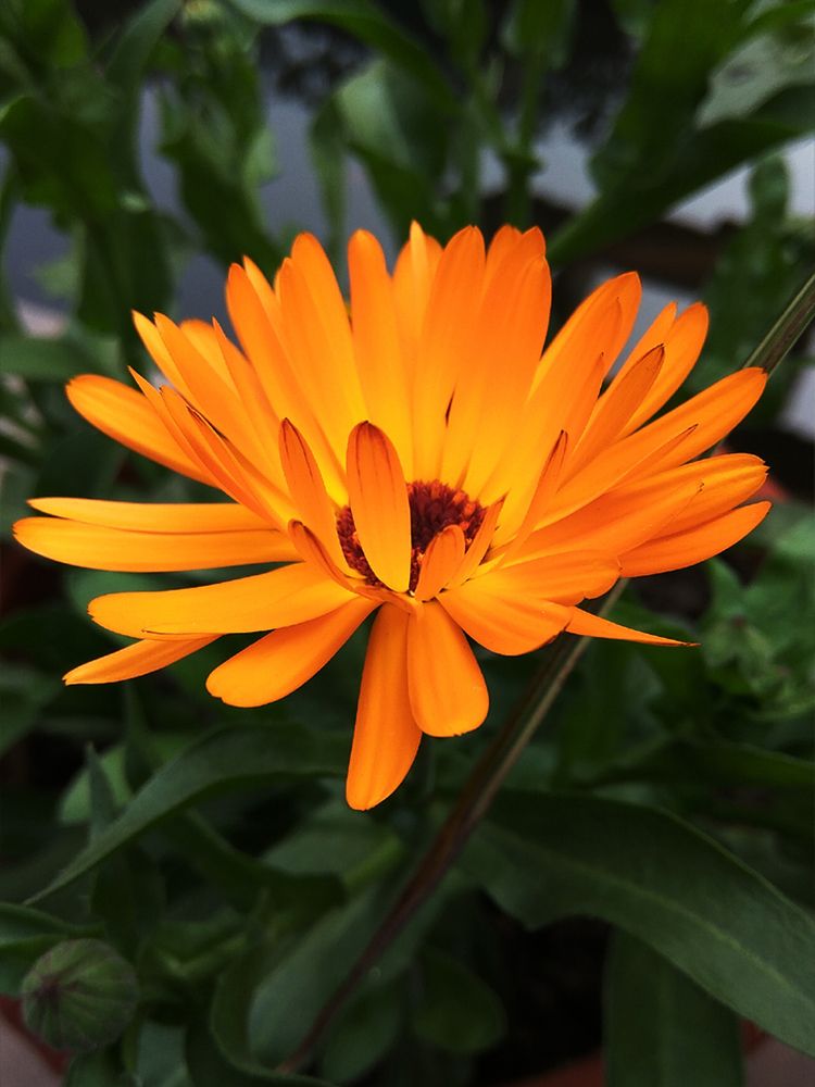 Orange Flower