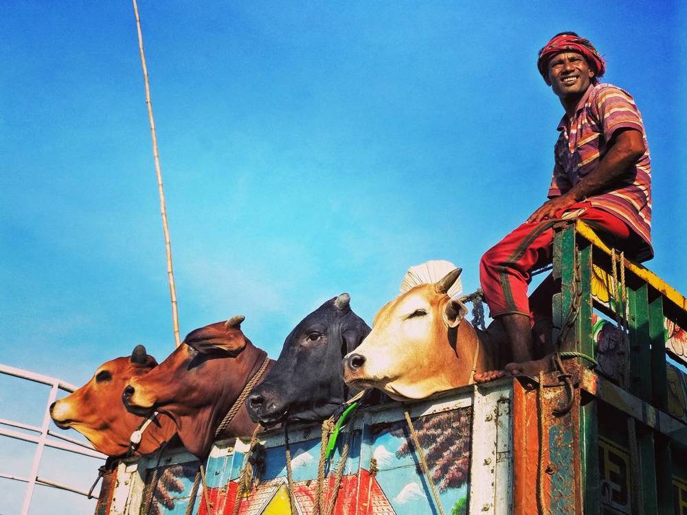 Cows and the man