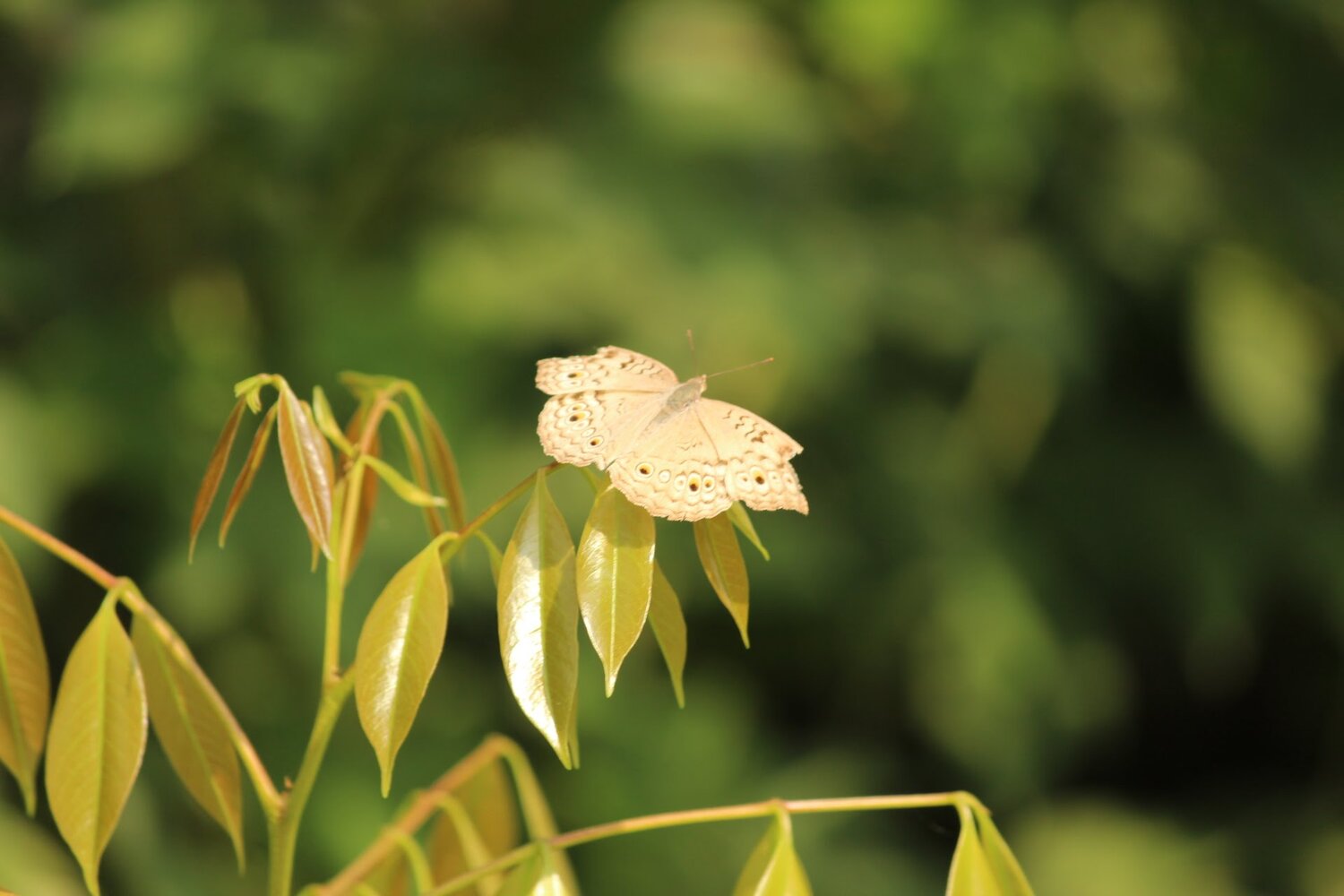 Buter fly