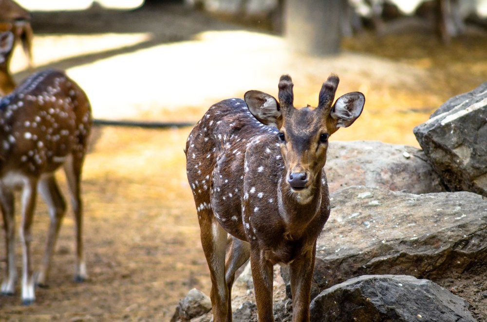 Indian Deer