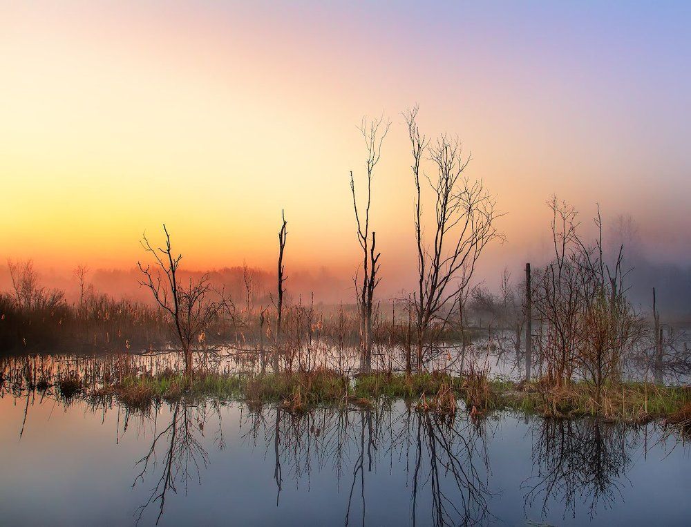 Утро на болоте