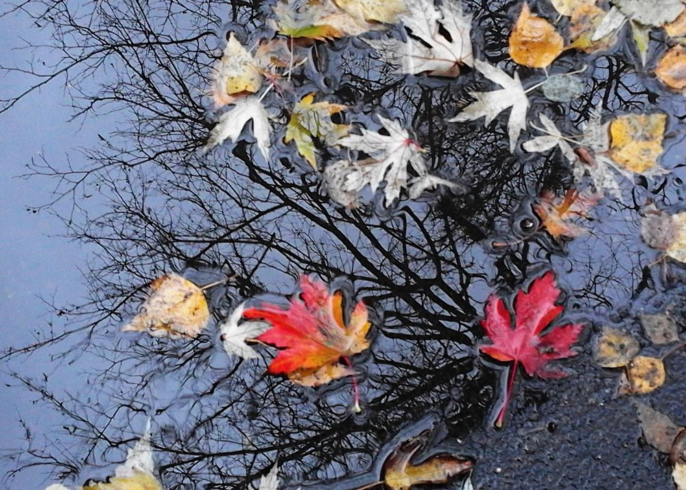 Глазами осени