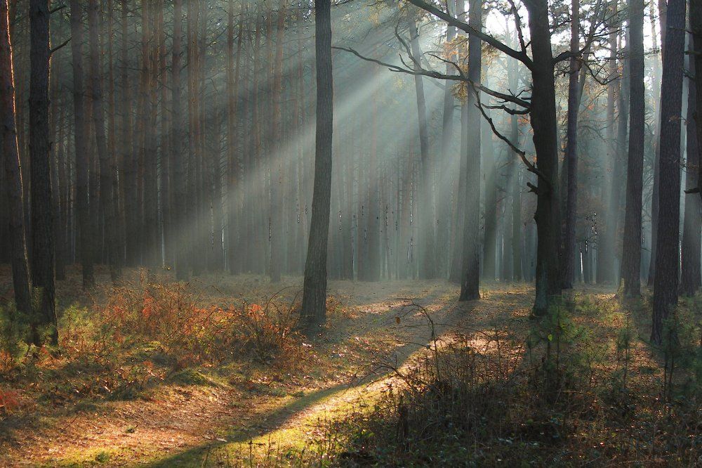 Декабрьским утром