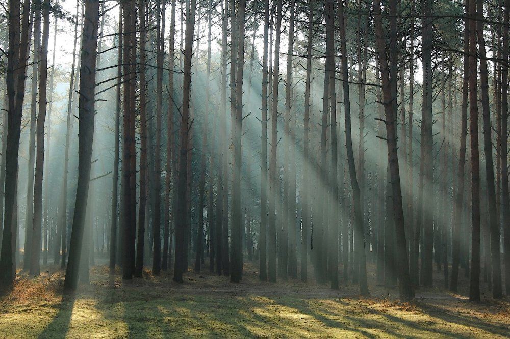 Февральским утром