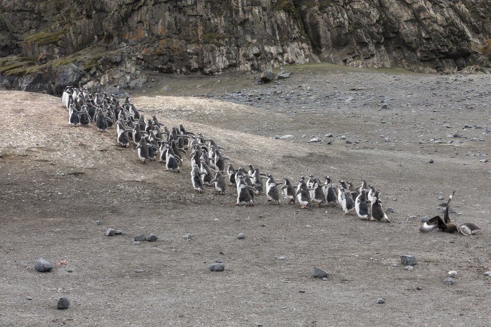 Охота на пингвина