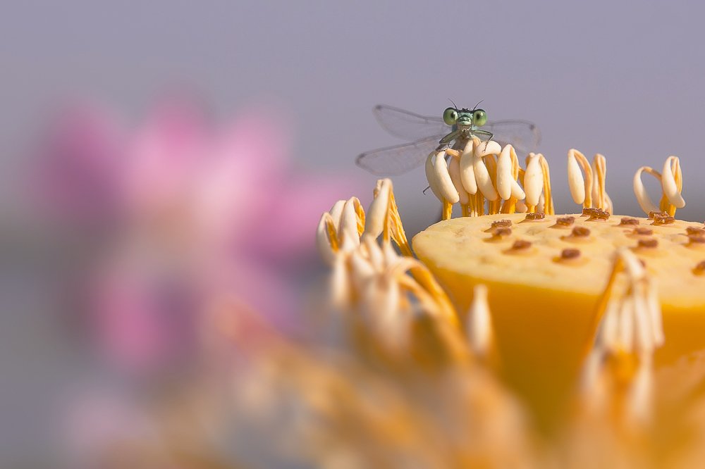 Игривый взгляд