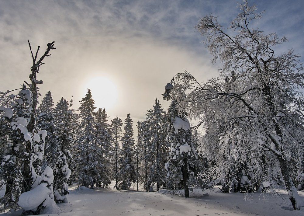 Зимнее солнце