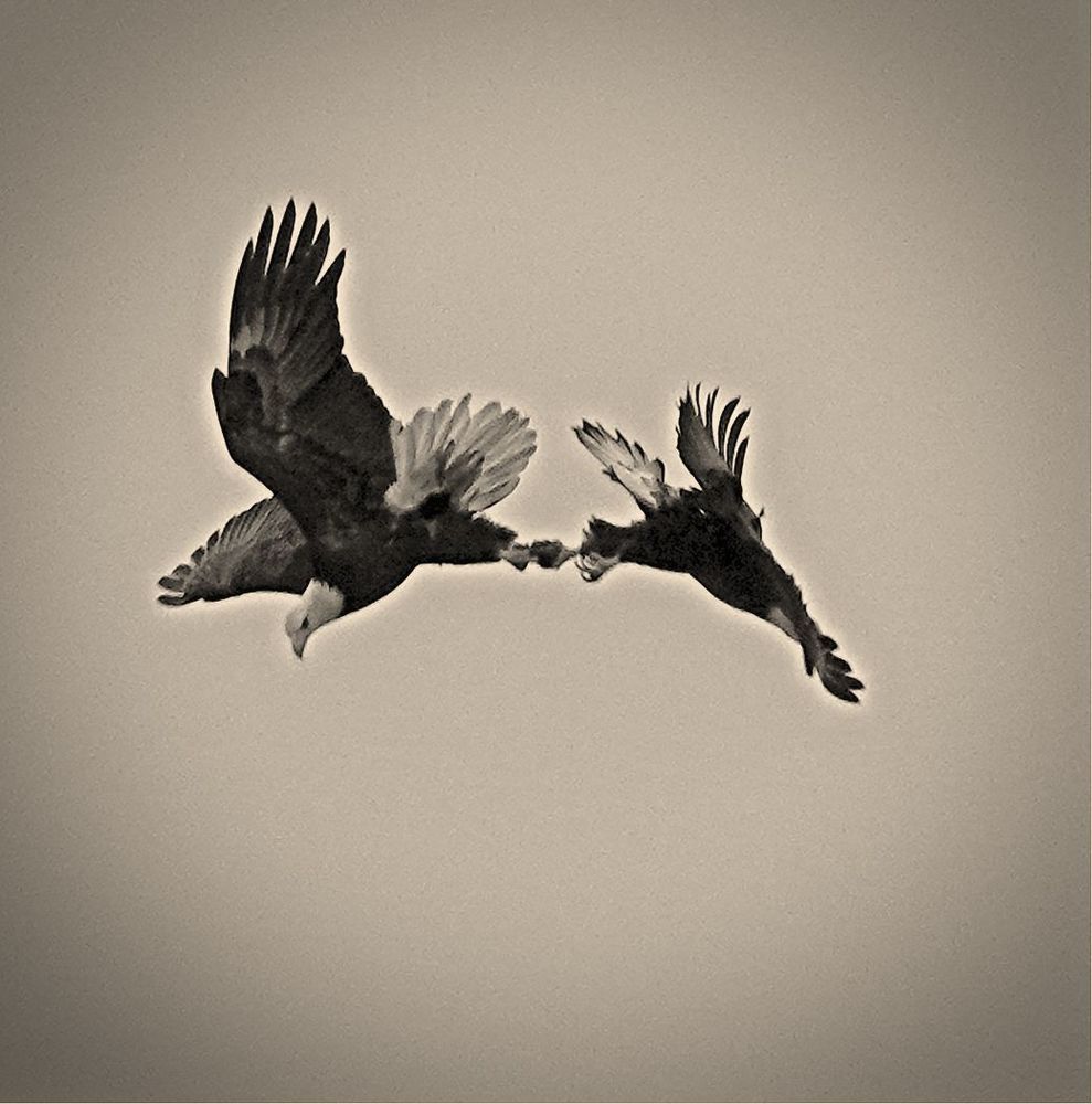 Bald Eagle in action