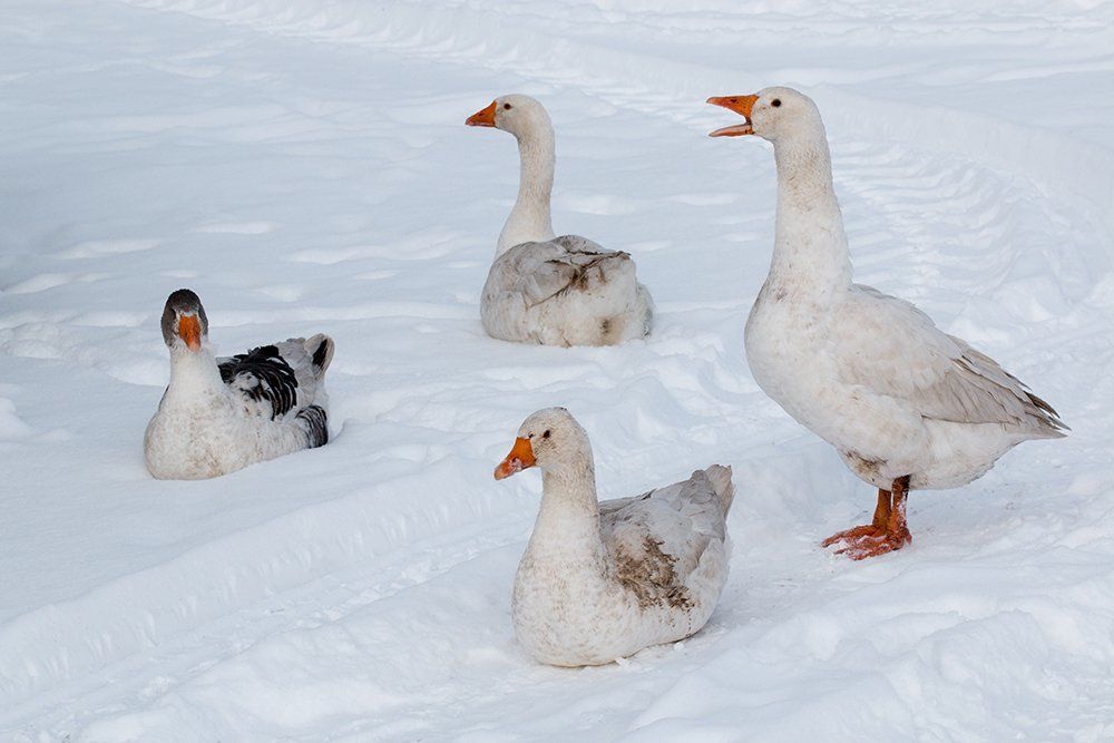 Пейзаж с гусями