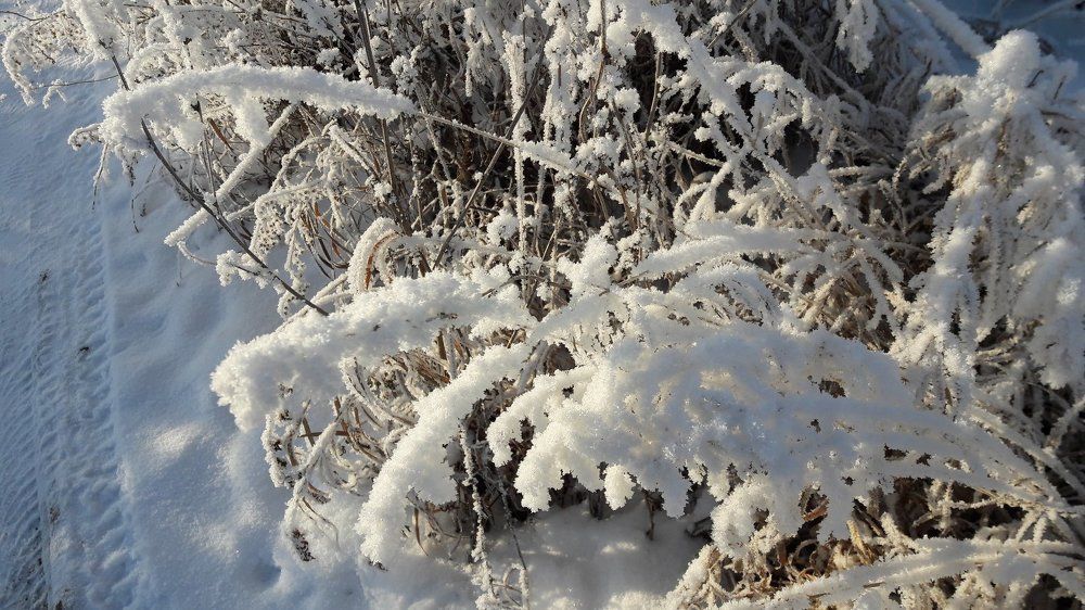 придорожная трава