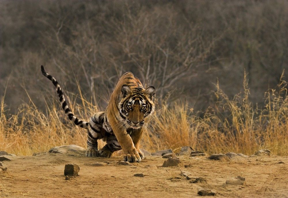 TIGER IN PLAYING MOOD