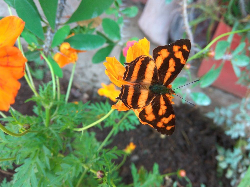 Butterfly