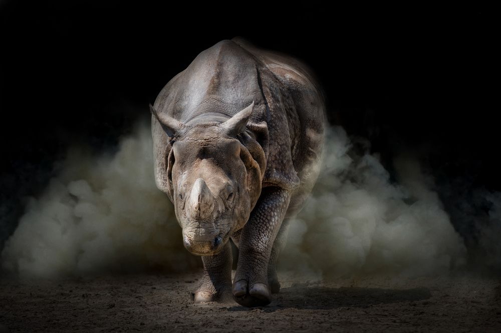 Rhino