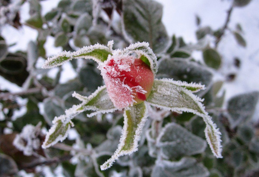 Frozen I