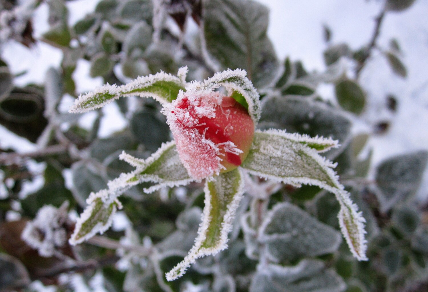 Frozen I
