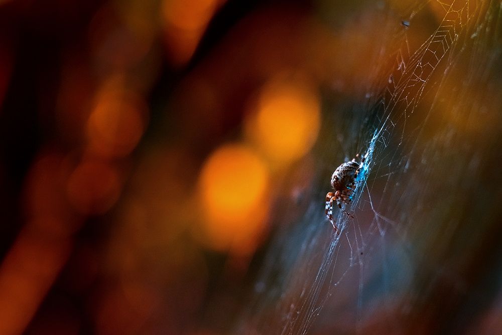 Плетущий Путь...