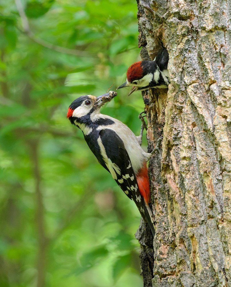 большой пёстрый дятел