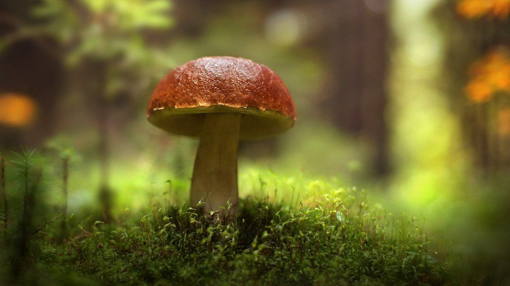 Гриб сезона