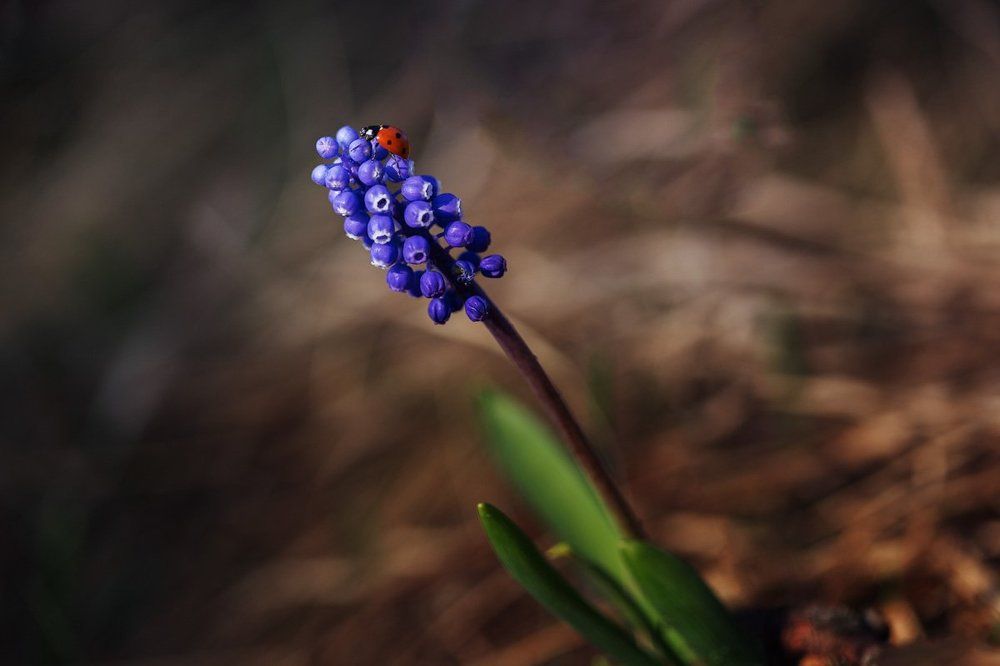 Photograph by Ирина Костова