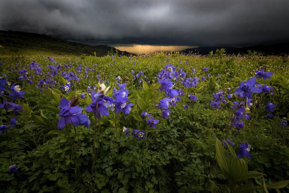 Бурерожденные