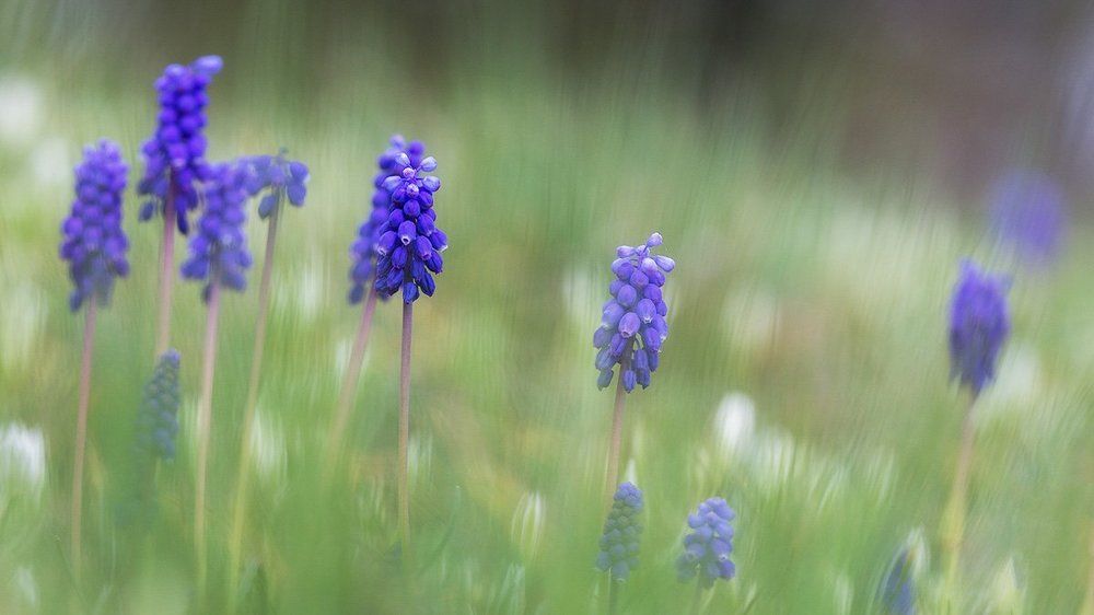 Photograph by Ирина Костова