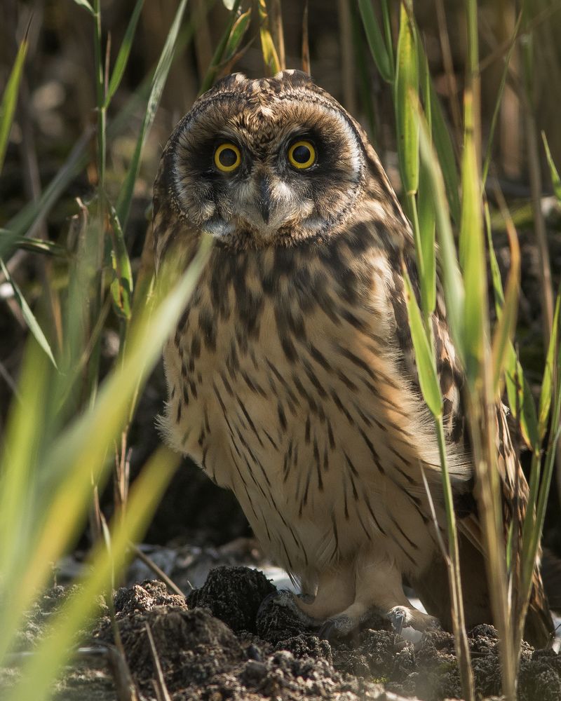 Совёнок в траве