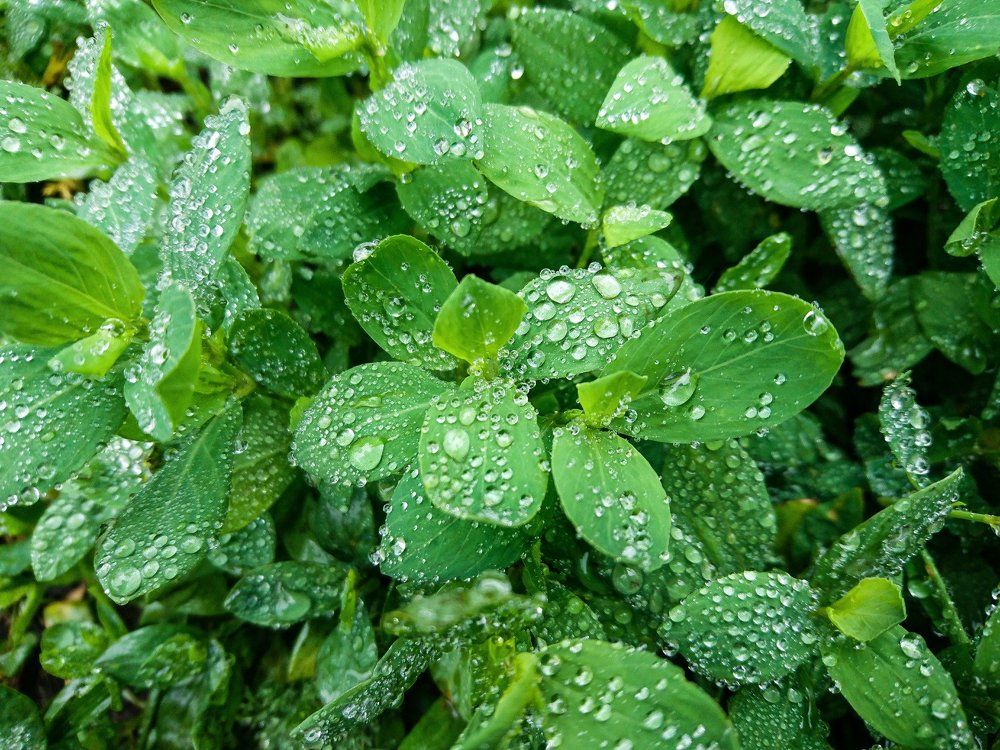 После дождя