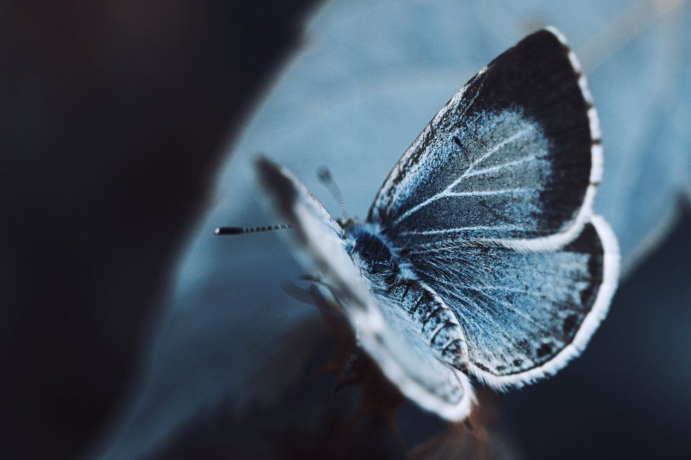 Blue Butterfly
