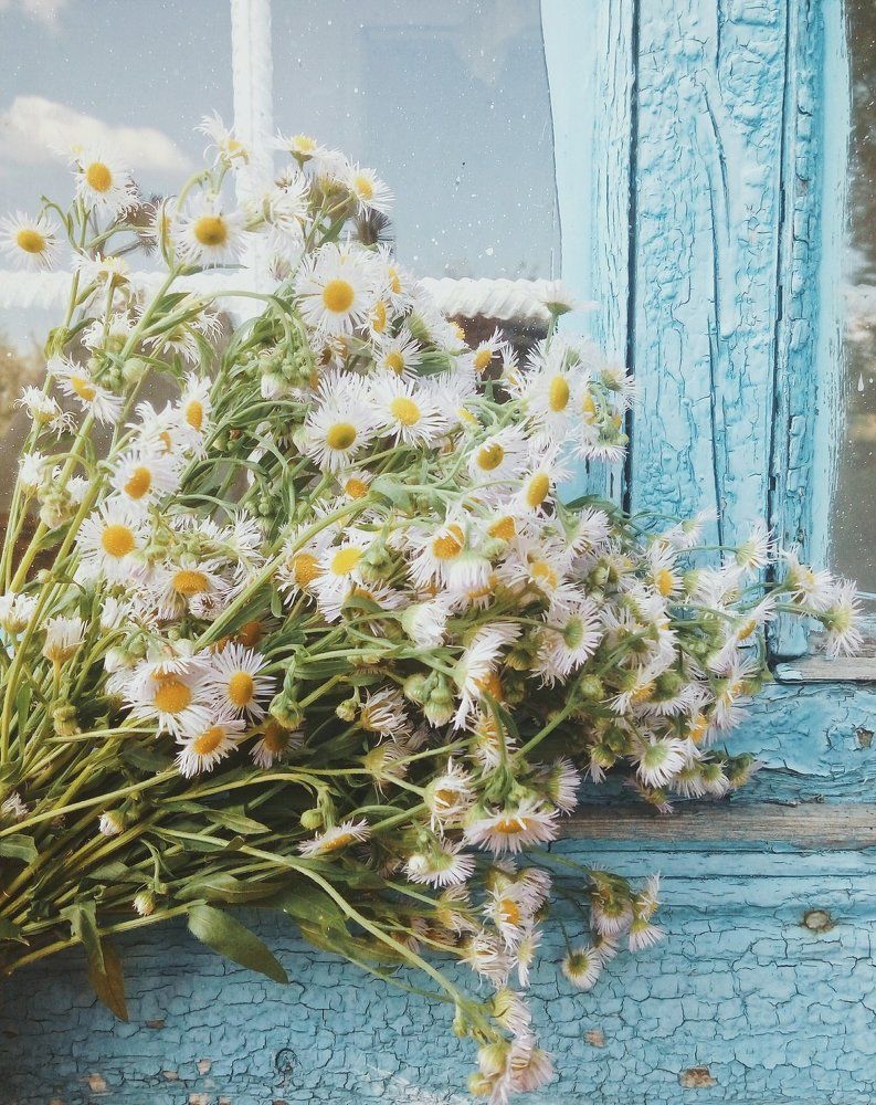 chamomile