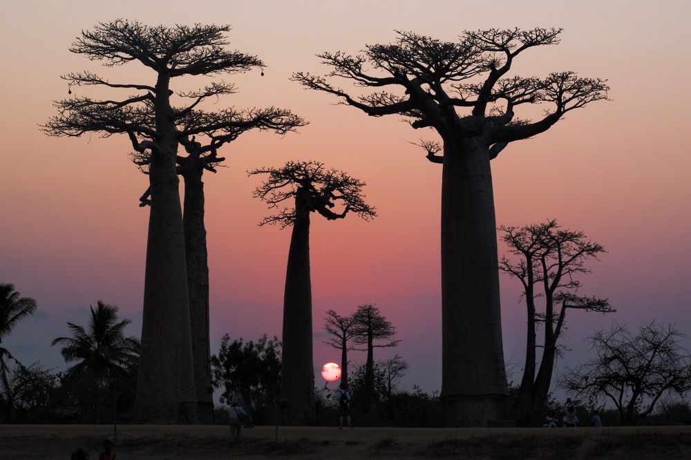 Sunset In Madagascar
