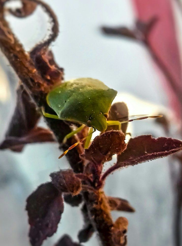 Insect