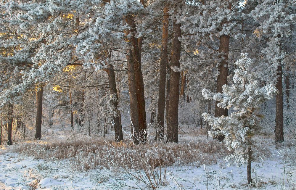 Зимнее утро в сосновом бору