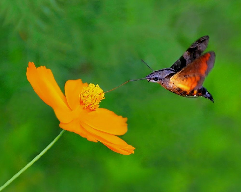 Macroglossum Insipida