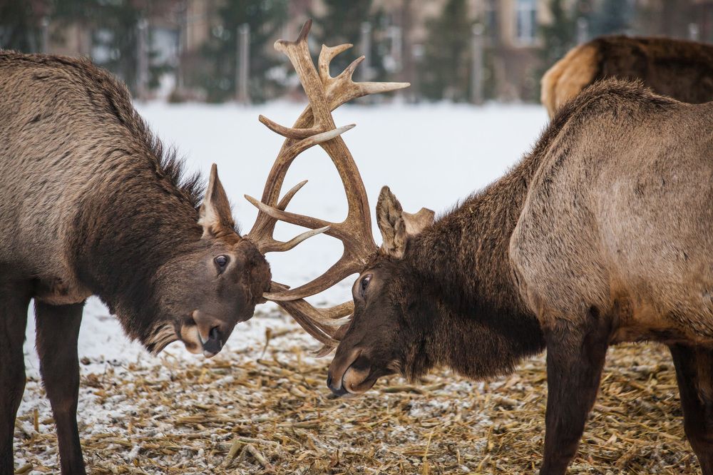 Мужские беседы