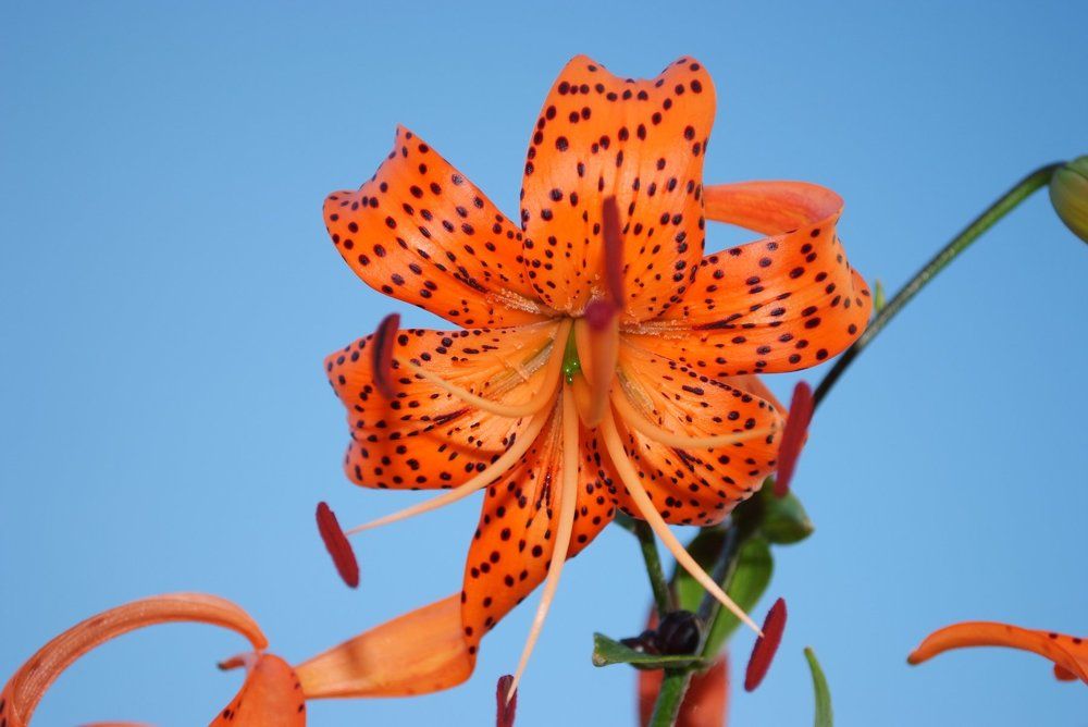 Photograph by Алексей Марков