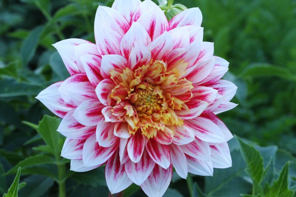 Photograph by Алексей Марков