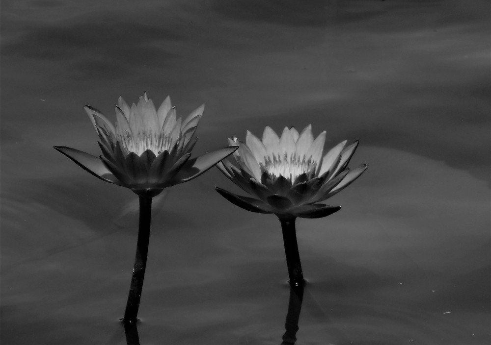 lotus flowers