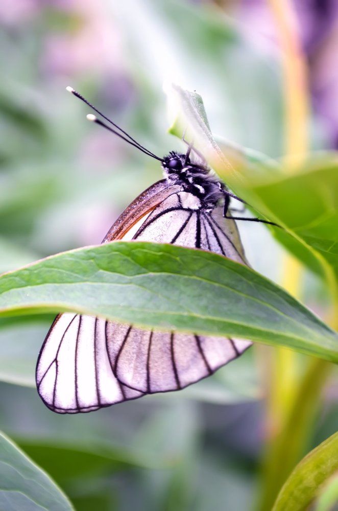 Бабочка в пионах