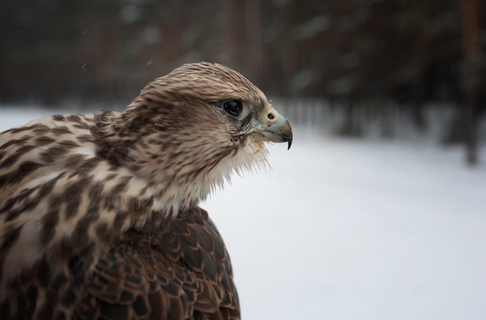 Photograph by Наталья Бурнина