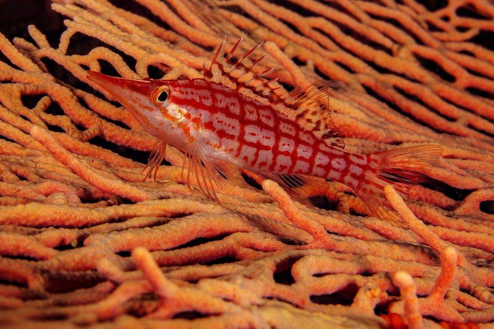Pinocchio of the ocean- The Longnose Hawkfish