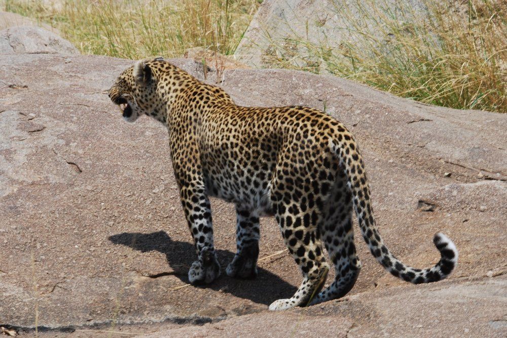 Leopard