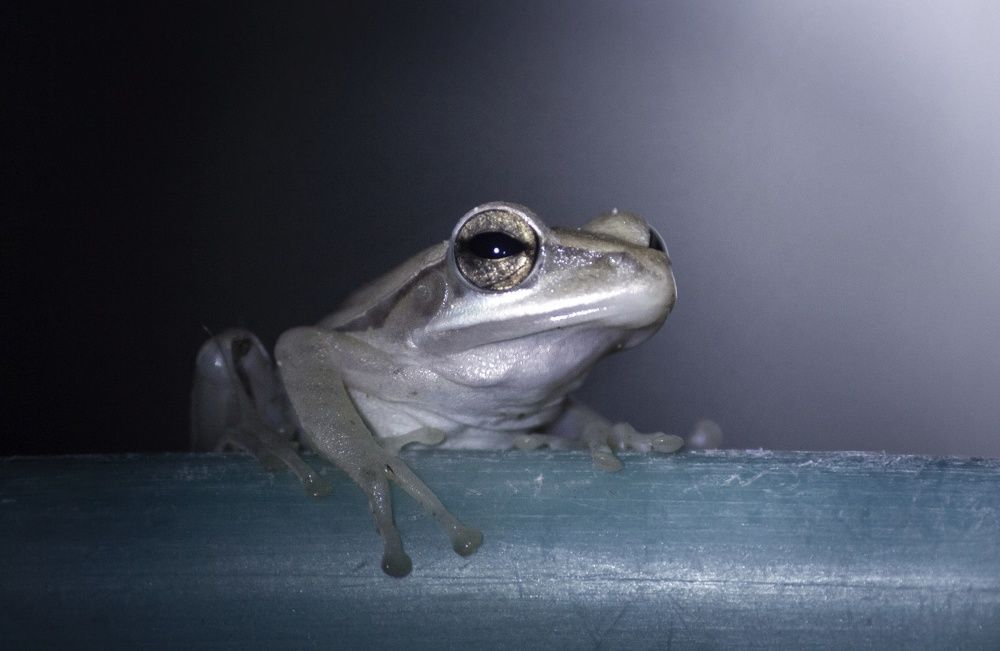 look over here comes a light