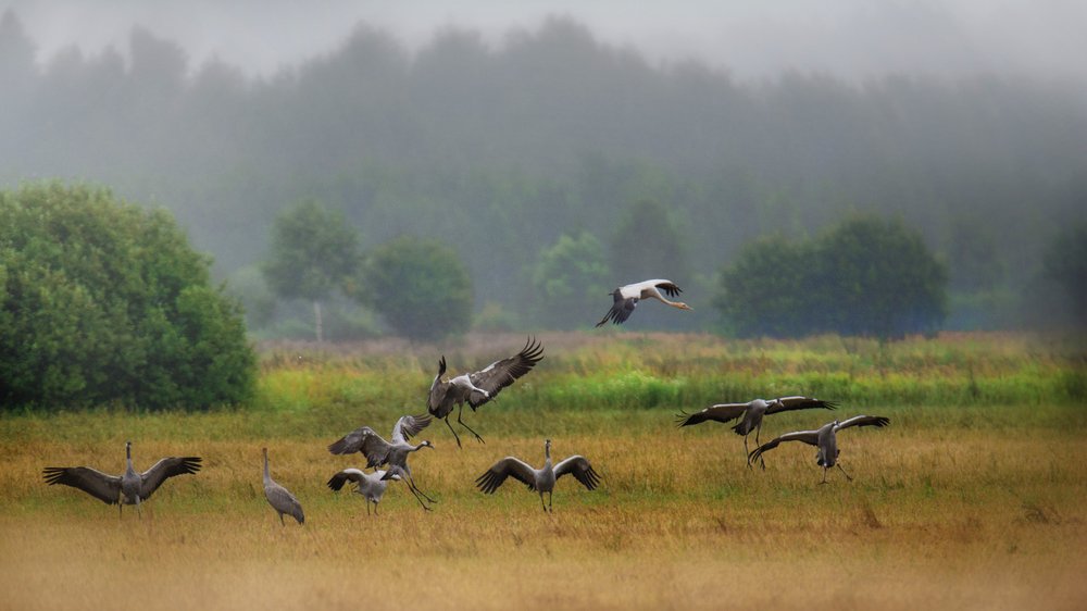 Танцы журавлей