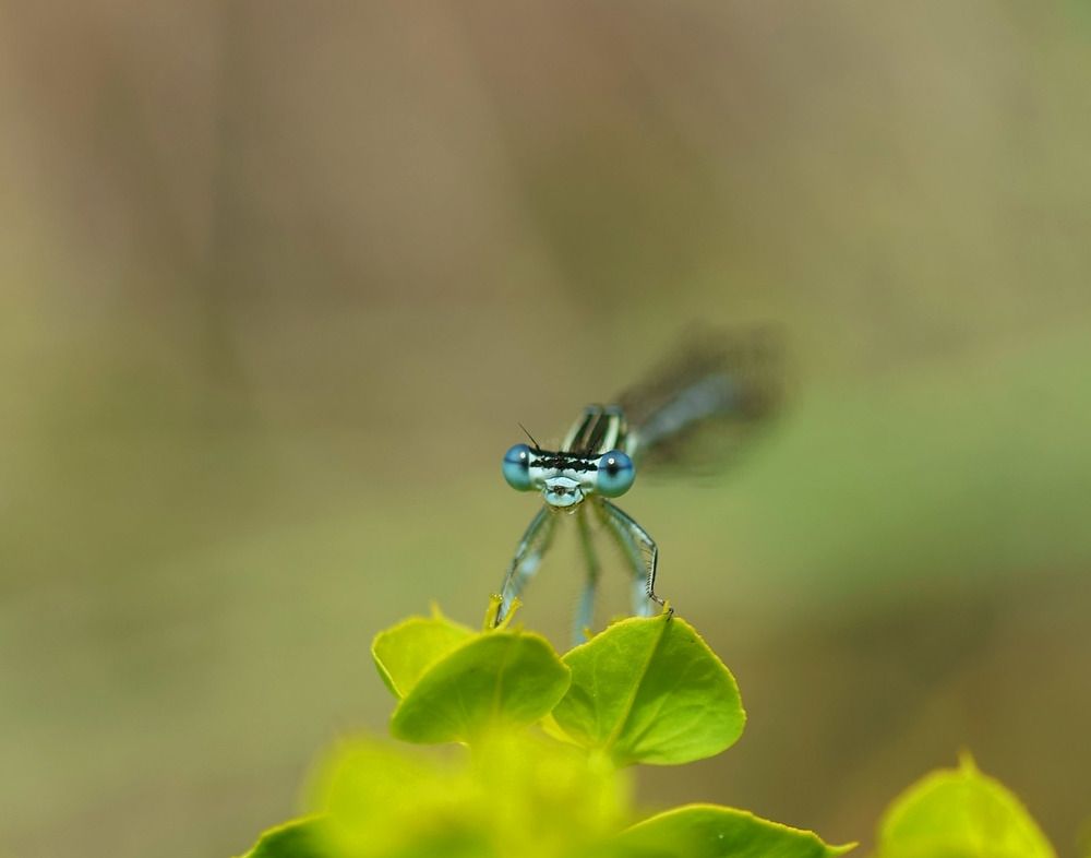 dragonfly